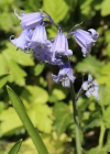 Einzelbild 3 Hasenglöckchen - Hyacinthoides non-scripta