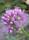Einzelbild 1 Berg-Lauch - Allium lusitanicum