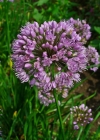 Einzelbild 4 Berg-Lauch - Allium lusitanicum