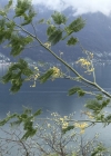 Einzelbild 2 Falsche Mimose - Acacia dealbata