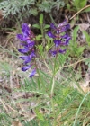 Einzelbild 1 Esparsetten-Wicke - Vicia onobrychioides