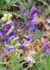 Einzelbild 3 Esparsetten-Wicke - Vicia onobrychioides