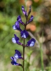 Einzelbild 4 Esparsetten-Wicke - Vicia onobrychioides