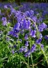Einzelbild 4 Hasenglöckchen - Hyacinthoides non-scripta