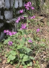 Einzelbild 3 Gemeine Nachtviole - Hesperis matronalis