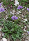 Einzelbild 3 Tauben-Skabiose - Scabiosa columbaria