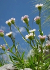Einzelbild 4 Vielgestaltiges Berufkraut - Erigeron glabratus