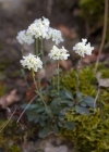 Einzelbild 1 Berg-Täschelkraut - Thlaspi montanum