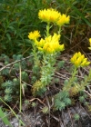 Einzelbild 4 Gewöhnlicher Felsen-Mauerpfeffer - Sedum rupestre