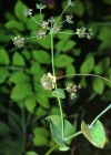 Einzelbild 2 Langblättriges Hasenohr - Bupleurum longifolium