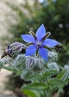 Einzelbild 1 Borretsch - Borago officinalis