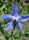 Einzelbild 3 Borretsch - Borago officinalis
