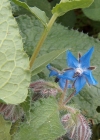 Einzelbild 4 Borretsch - Borago officinalis