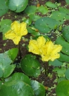 Einzelbild 1 Teichenzian - Nymphoides peltata