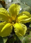 Einzelbild 2 Teichenzian - Nymphoides peltata