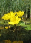 Einzelbild 4 Teichenzian - Nymphoides peltata
