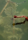 Einzelbild 4 Ähriges Tausendblatt - Myriophyllum spicatum