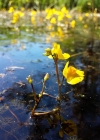 Einzelbild 2 Südlicher Wasserschlauch - Utricularia australis