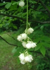 Einzelbild 2 Pimpernuss - Staphylea pinnata