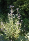 Einzelbild 3 Echte Ochsenzunge - Anchusa officinalis