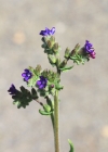 Einzelbild 4 Echte Ochsenzunge - Anchusa officinalis