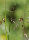 Einzelbild 1 Schöner Schwingel - Festuca pulchella