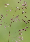 Einzelbild 3 Alpen-Straussgras - Agrostis alpina