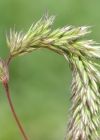 Einzelbild 2 Behaartes Lieschgras - Phleum hirsutum