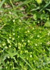 Einzelbild 3 Alpen-Mastkraut - Sagina saginoides