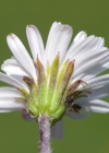 Einzelbild 4 Alpenmasslieb - Aster bellidiastrum