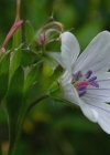 Einzelbild 1 Blassblütiger Storchschnabel - Geranium rivulare