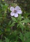 Einzelbild 2 Blassblütiger Storchschnabel - Geranium rivulare