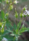 Einzelbild 3 Blassblütiger Storchschnabel - Geranium rivulare