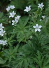 Einzelbild 5 Blassblütiger Storchschnabel - Geranium rivulare