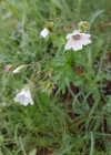 Einzelbild 6 Blassblütiger Storchschnabel - Geranium rivulare