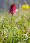 Einzelbild 1 Rotes Männertreu - Nigritella rubra