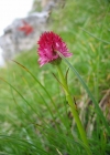 Einzelbild 2 Rotes Männertreu - Nigritella rubra