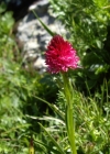 Einzelbild 3 Rotes Männertreu - Nigritella rubra