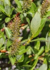 Einzelbild 4 Stink-Weide - Salix foetida