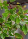 Einzelbild 7 Stink-Weide - Salix foetida