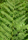 Einzelbild 4 Gebirgs-Frauenfarn - Athyrium distentifolium