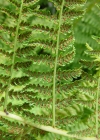 Einzelbild 5 Gebirgs-Frauenfarn - Athyrium distentifolium