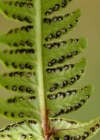 Einzelbild 3 Bergfarn - Oreopteris limbosperma
