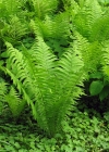 Einzelbild 2 Straussfarn - Matteuccia struthiopteris
