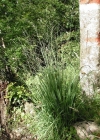 Einzelbild 2 Rohr-Pfeifengras - Molinia arundinacea