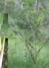 Einzelbild 3 Rohr-Pfeifengras - Molinia arundinacea