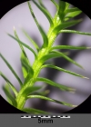 Einzelbild 6 Wald-Bärlapp - Lycopodium annotinum