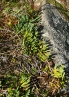 Einzelbild 5 Alpen-Flachbärlapp - Diphasiastrum alpinum