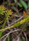 Einzelbild 5 Dorniger Moosfarn - Selaginella selaginoides