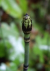 Einzelbild 6 Winter-Schachtelhalm - Equisetum hyemale